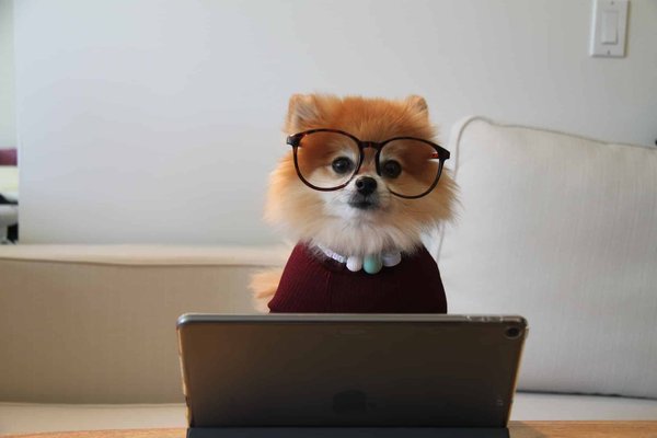 Comment trouver un vétérinaire ?